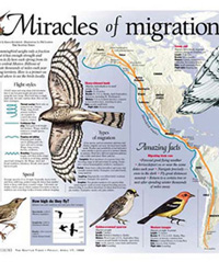 migration birds page